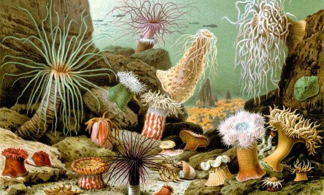 Mengenal Anemon Laut, Hewan Cantik yang Sangat Membahayakan
