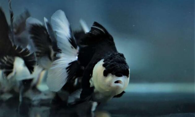 Mengenal Ikan Koki Panda, Peliharaan Air Paling Cantik dan Mahal