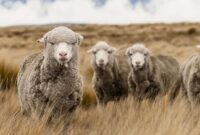 Mengenal Lebih Dekat Tentang Domba Merino dan Cara Beternaknya