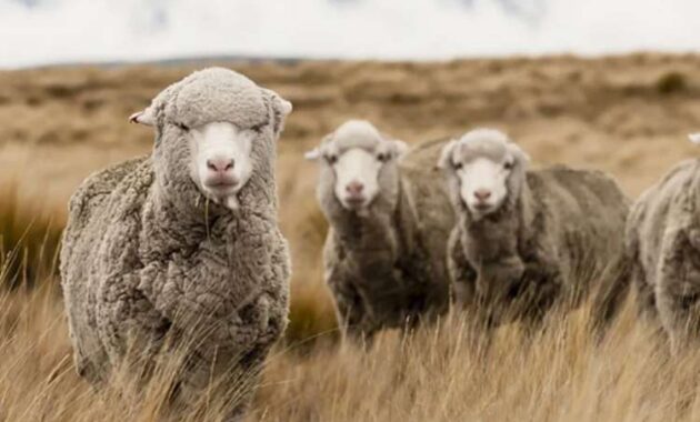 Mengenal Lebih Dekat Tentang Domba Merino dan Cara Beternaknya