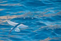 Mengenal Spesifikasi, Manfaat, dan Fakta Menarik Tentang Ikan Terbang
