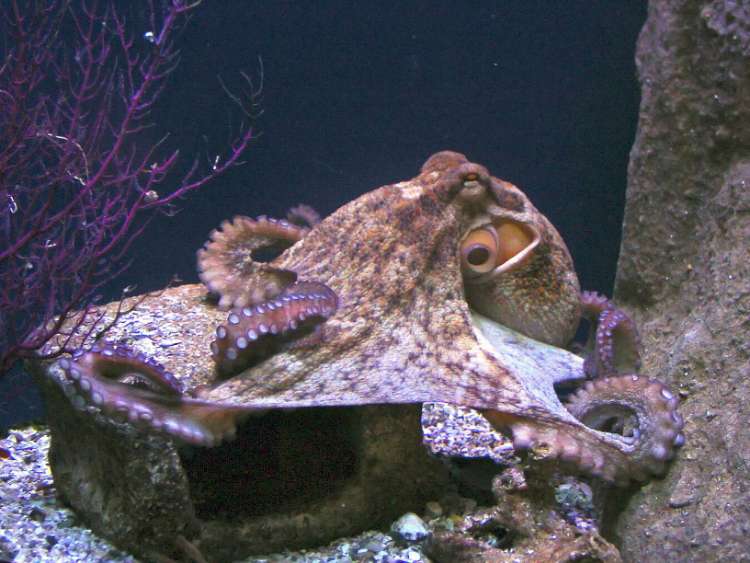 Octopus (Gurita)