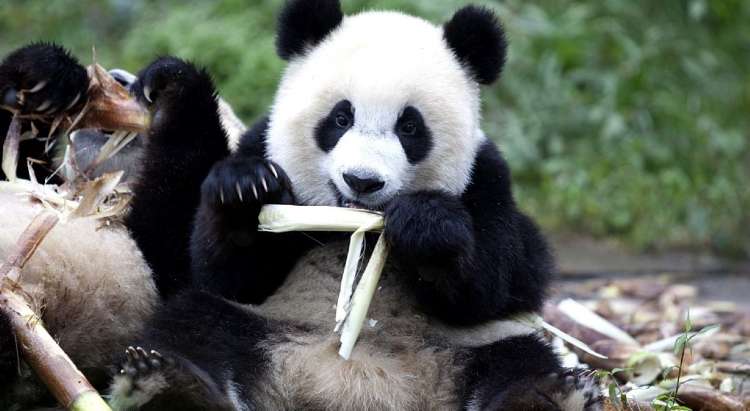Panda Bambu