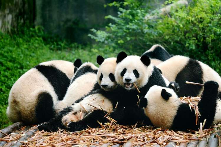 Panda Raksasa Hitam Putih