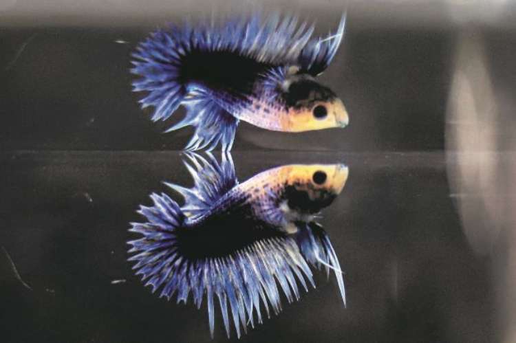 Plakat Crowntail