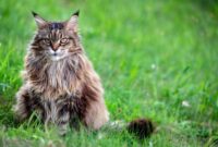 Ras Kucing Siberia Ciri-Ciri, Jenis, Makanan dan Fakta Menariknya