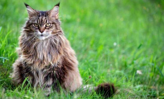 Ras Kucing Siberia Ciri-Ciri, Jenis, Makanan dan Fakta Menariknya