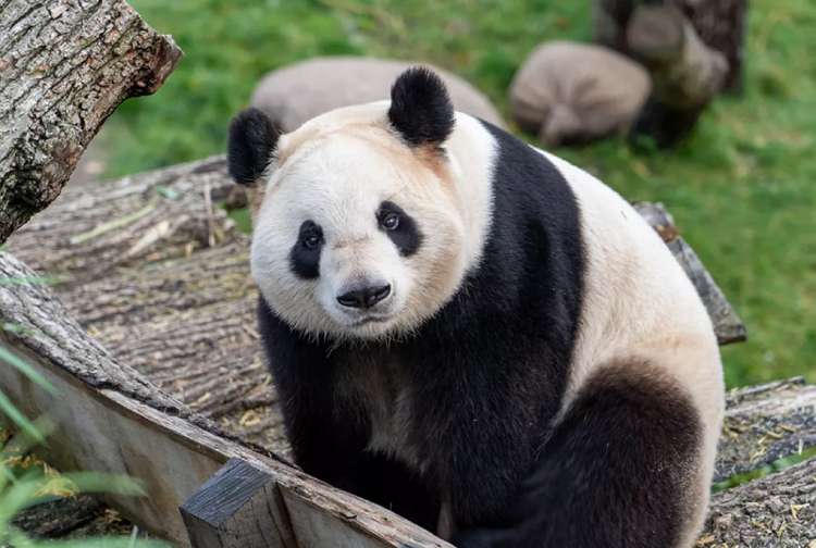 Sejarah Eksistensi Panda