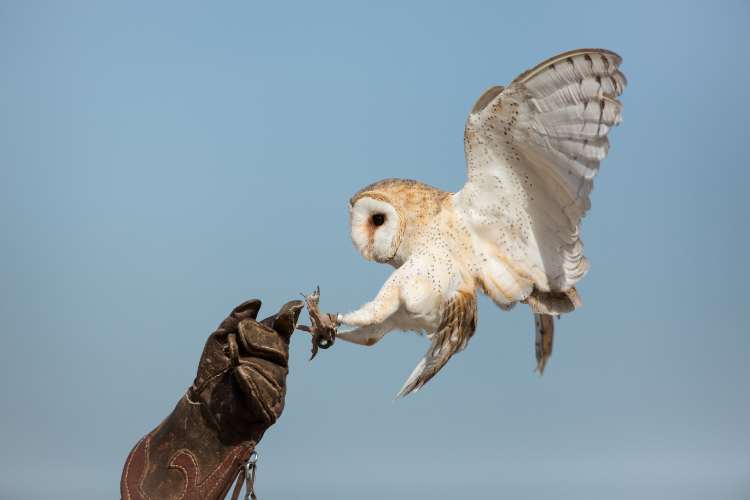 Serak Jawa (Barn Owl)