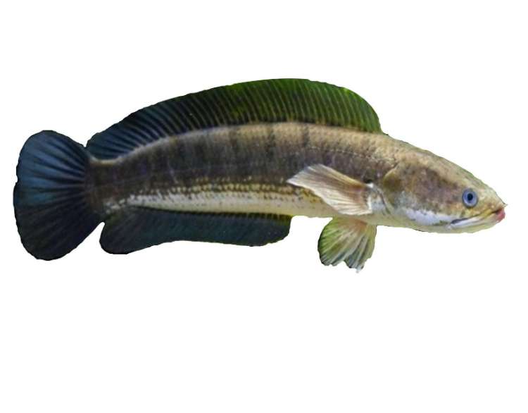 Trik Budidaya Ikan Gabus