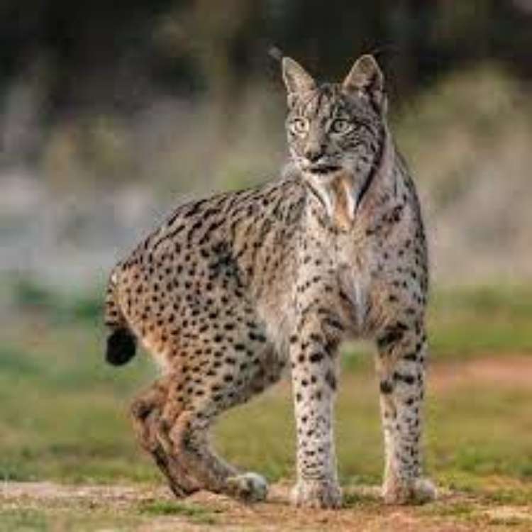 berian Lynx