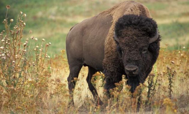 hewan bison
