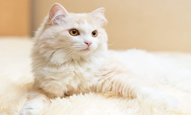 3 Jenis Kucing Anggora Paling Populer dan Cara Perawatannya