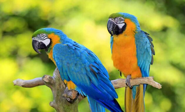 6 Jenis Burung Beo dengan Karakteristik Menarik dan Cara Merawatnya