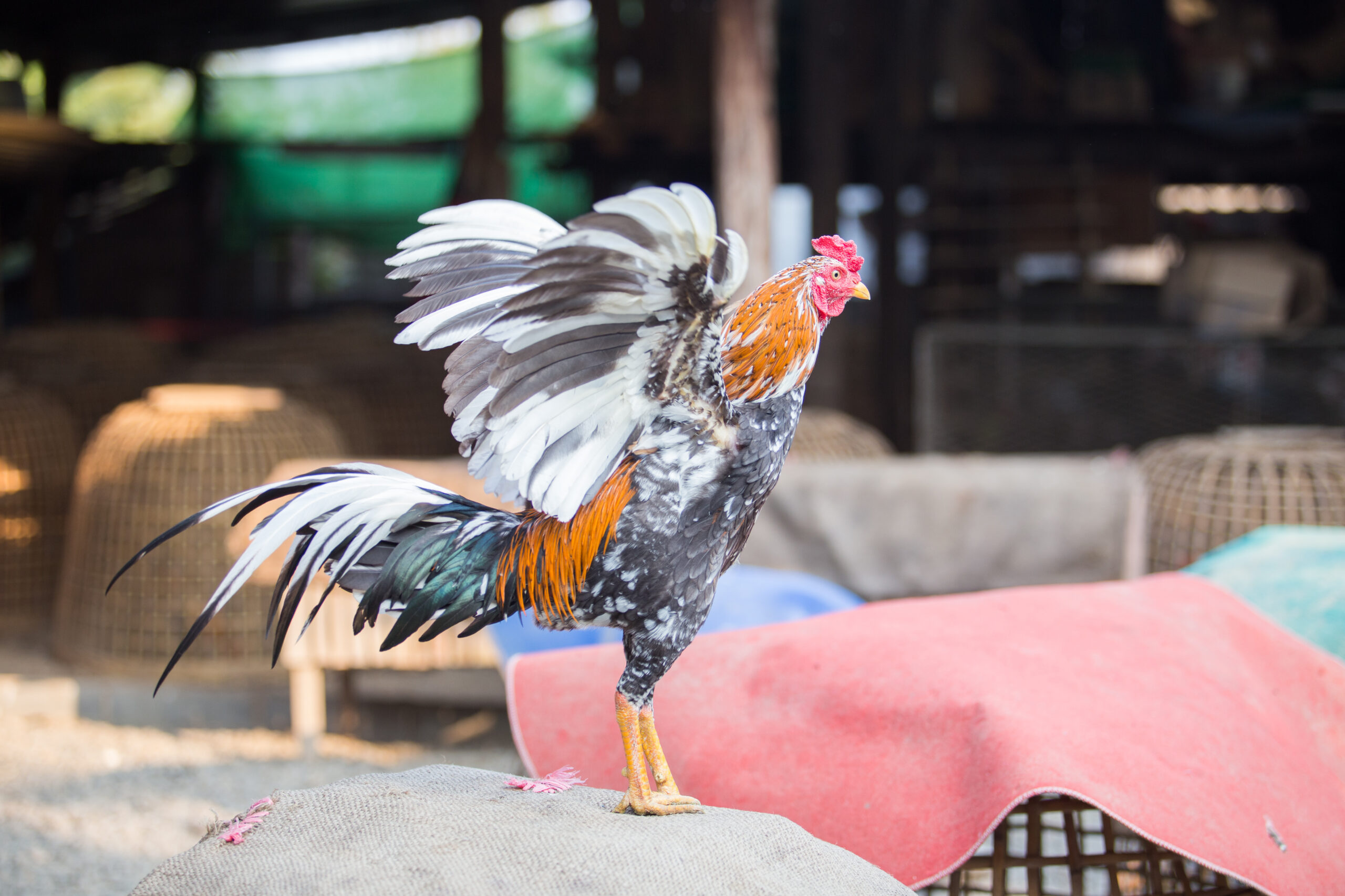 7 Cara Meningkatkan Performa dan Kesehatan Ayam Bangkok