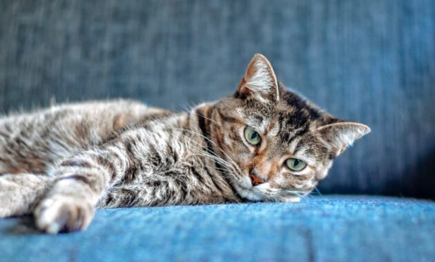 Apa Saja Jenis Kucing Peliharaan Paling Digemari? Inilah 8 Daftarnya