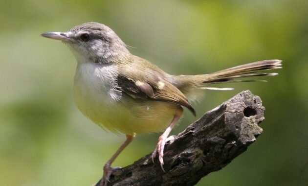 Burung Ciblek Taksonomi, Ciri, Jenis, Habitat, dan Perilakunya