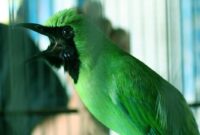 Burung Cucak Ijo Jenis, Ciri-Ciri Fisik, Habitat dan Harganya