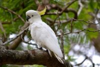 Fakta Burung Kakatua Burung Bisa Ngomong Asli Indonesia