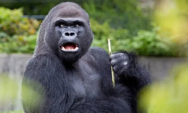 Fakta-Fakta Menarik Gorila dan Apa Saja Perbedaannya dengan Simpanse
