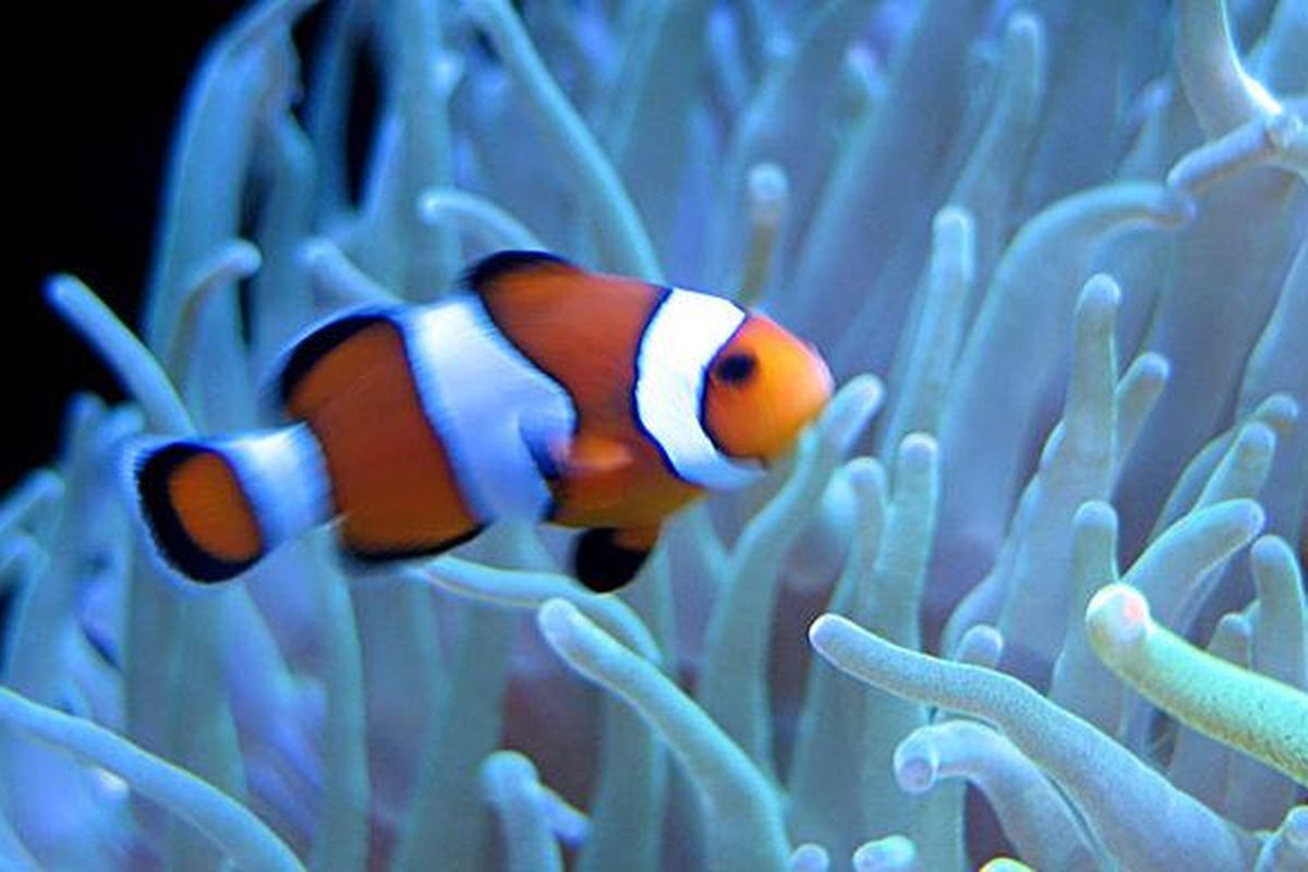 Habitat Ikan Badut (Nemo)