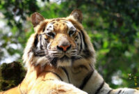 Harimau Sumatra Asal Usul, Habitat, Penyebaran dan Jenisnya