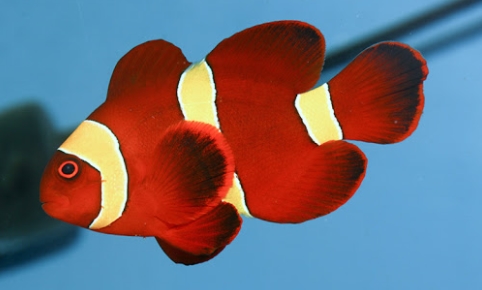 Ikan Badut Merah Marun (Premnas Biaculeatus)