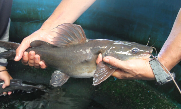 Ikan Baung Adalah Jenis-jenis dan Cara Budidaya di Kolam Terpal