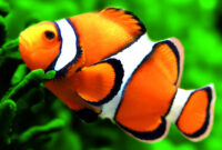 Ikan Nemo Asal Usul, Habitat, Penyebaran dan Jenisnya