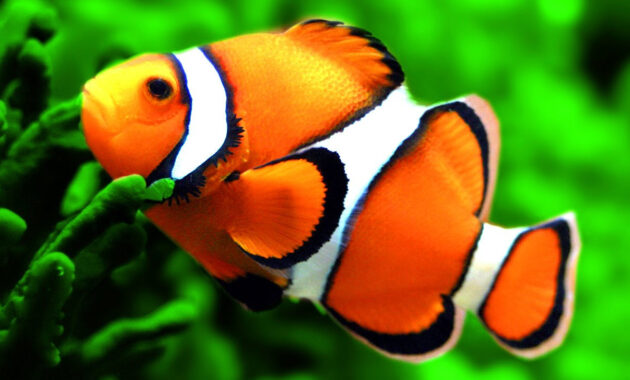Ikan Nemo Asal Usul, Habitat, Penyebaran dan Jenisnya