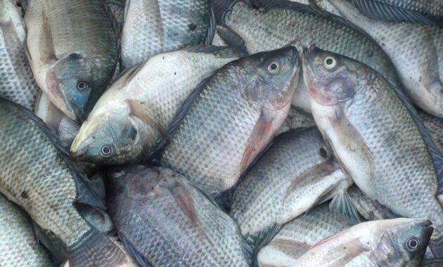 Ini 5+ Panduan Budidaya & Ternak Ikan Nila agar Menguntungkan