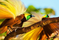 Keajaiban Burung Cendrawasih Pesona Eksotis dari Papua