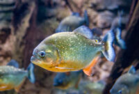 Kenali Jenis-Jenis Ikan Piranha dan Fakta Menariknya