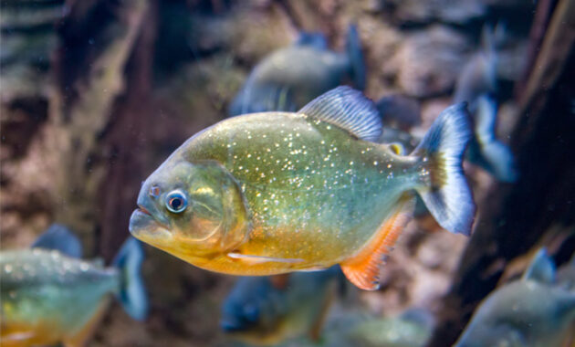 Kenali Jenis-Jenis Ikan Piranha dan Fakta Menariknya