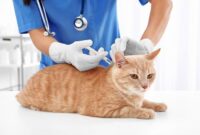 Ketahui Jenis Vaksin Kucing, Syarat, dan Jadwal Pemberian yang Tepat