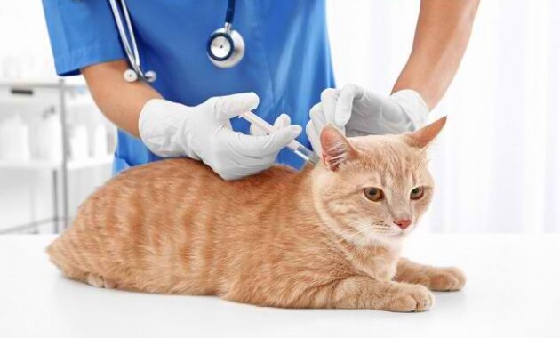 Ketahui Jenis Vaksin Kucing, Syarat, dan Jadwal Pemberian yang Tepat