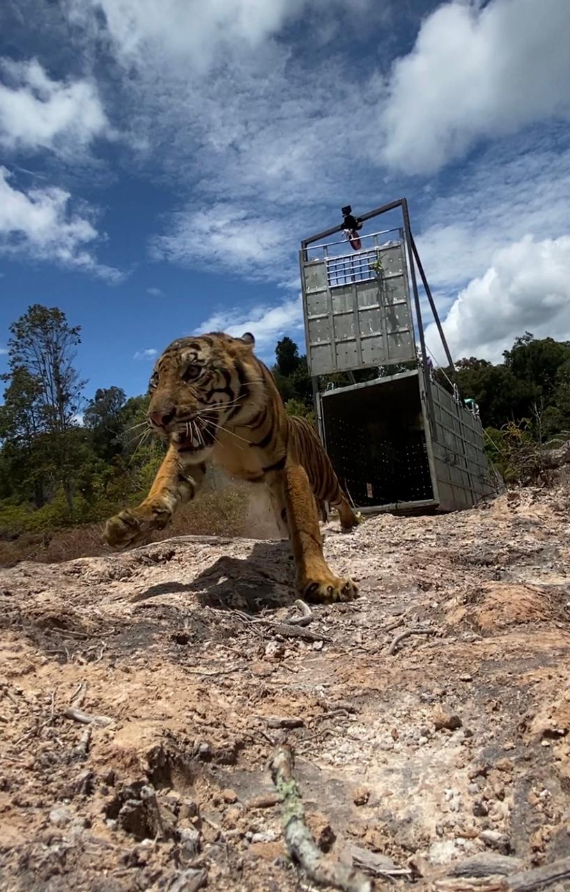 Konservasi Eks Situ Harimau Sumatra