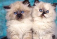 Kucing Persia Karakteristik, Jenis, dan Tips untuk Memeliharanya