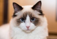 Kucing Ragdoll Ciri, Perilaku, Harga, dan Tips Memeliharanya