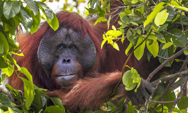 Mengenal Orangutan Borneo, Tapanuli, DLL Primata Pintar yang Terancam