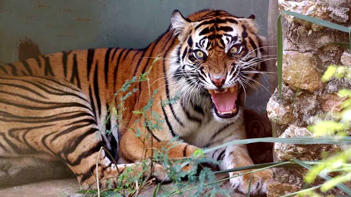 Mengurangi Konflik Harimau-Manusia