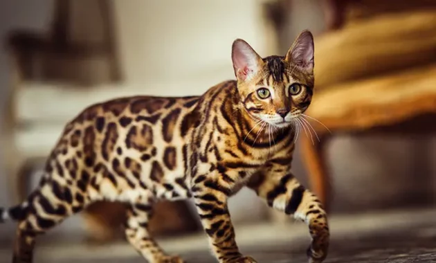 Misteri Kucing Hutan Pencari Yang Tak Terlihat di Hutan-hutan Terpencil