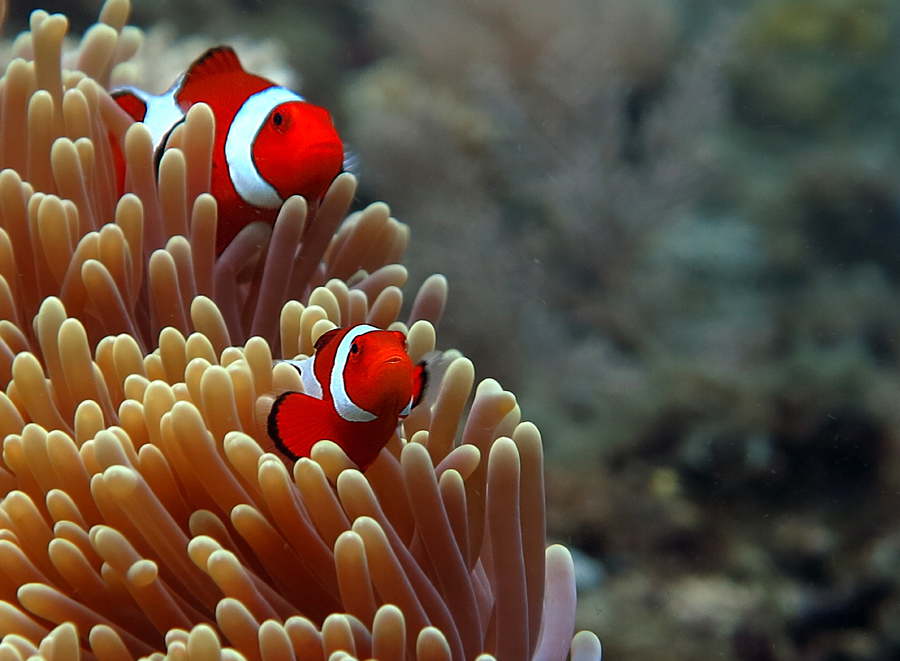 Peran Actiniaria bagi Clownfish