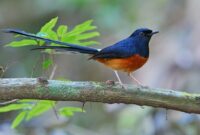 Sejarah, Asal Usul dan Keanekaragaman Burung Murai