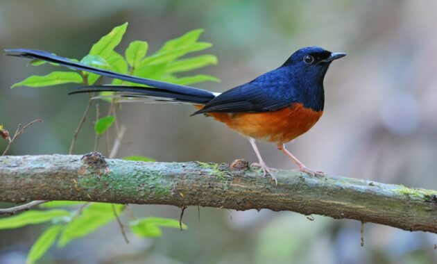 Sejarah, Asal Usul dan Keanekaragaman Burung Murai