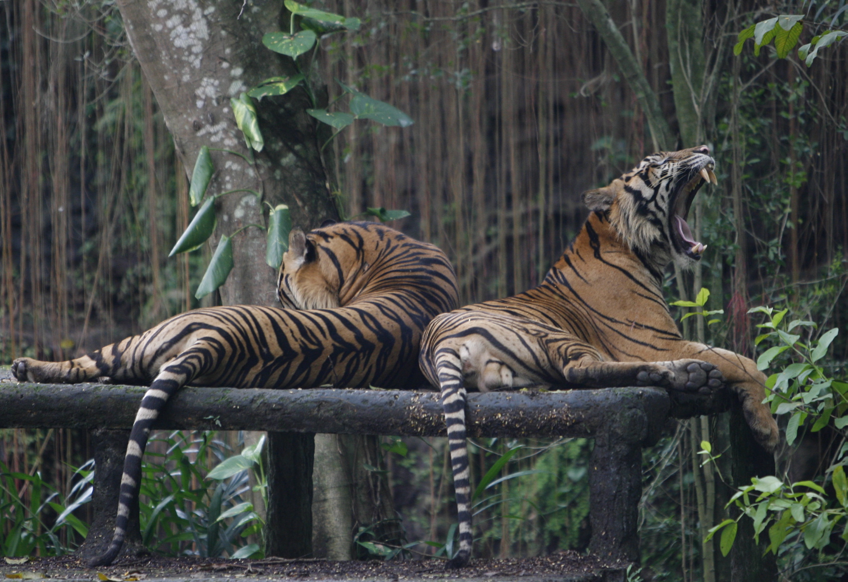 Sejarah dan Asal Usul Harimau Sumatra