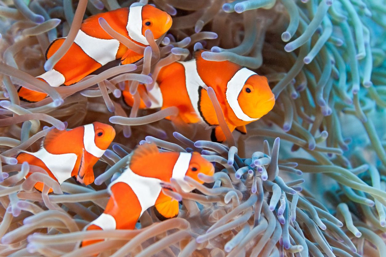 Sejarah dan Asal Usul Ikan Nemo