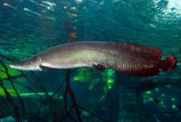 Seluk Beluk Ikan Arapaima, Predator Asal Lembah Sungai Amazon