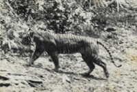 Sosok Harimau Jawa yang Misterius dan Sering Berhubungan dengan Mitos