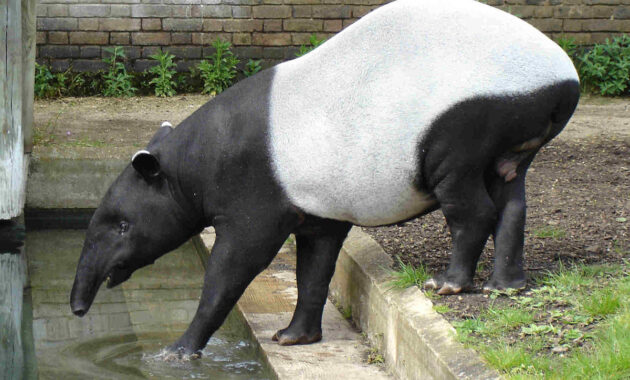 Tapir (Tapirus indicus) Karakteristik, Habitat, dan Fakta Menarik